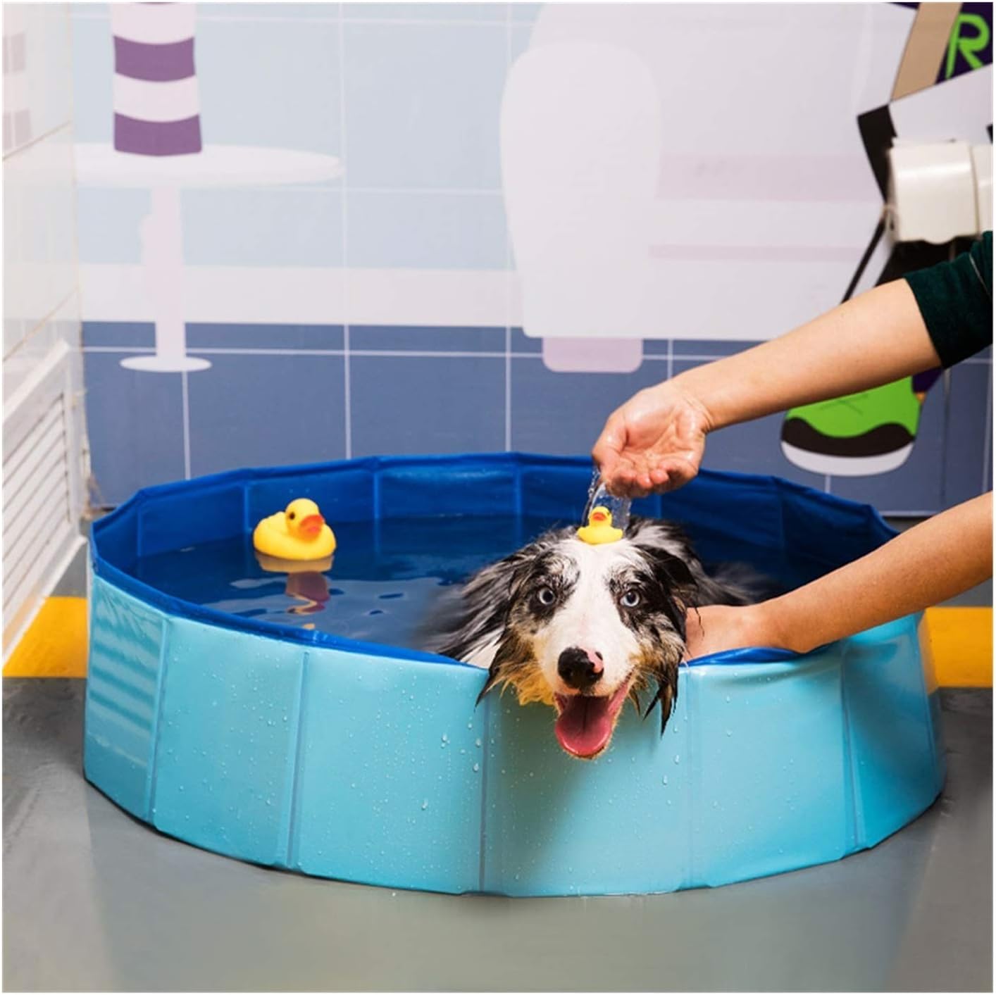 Dog Pet Pool Swimming