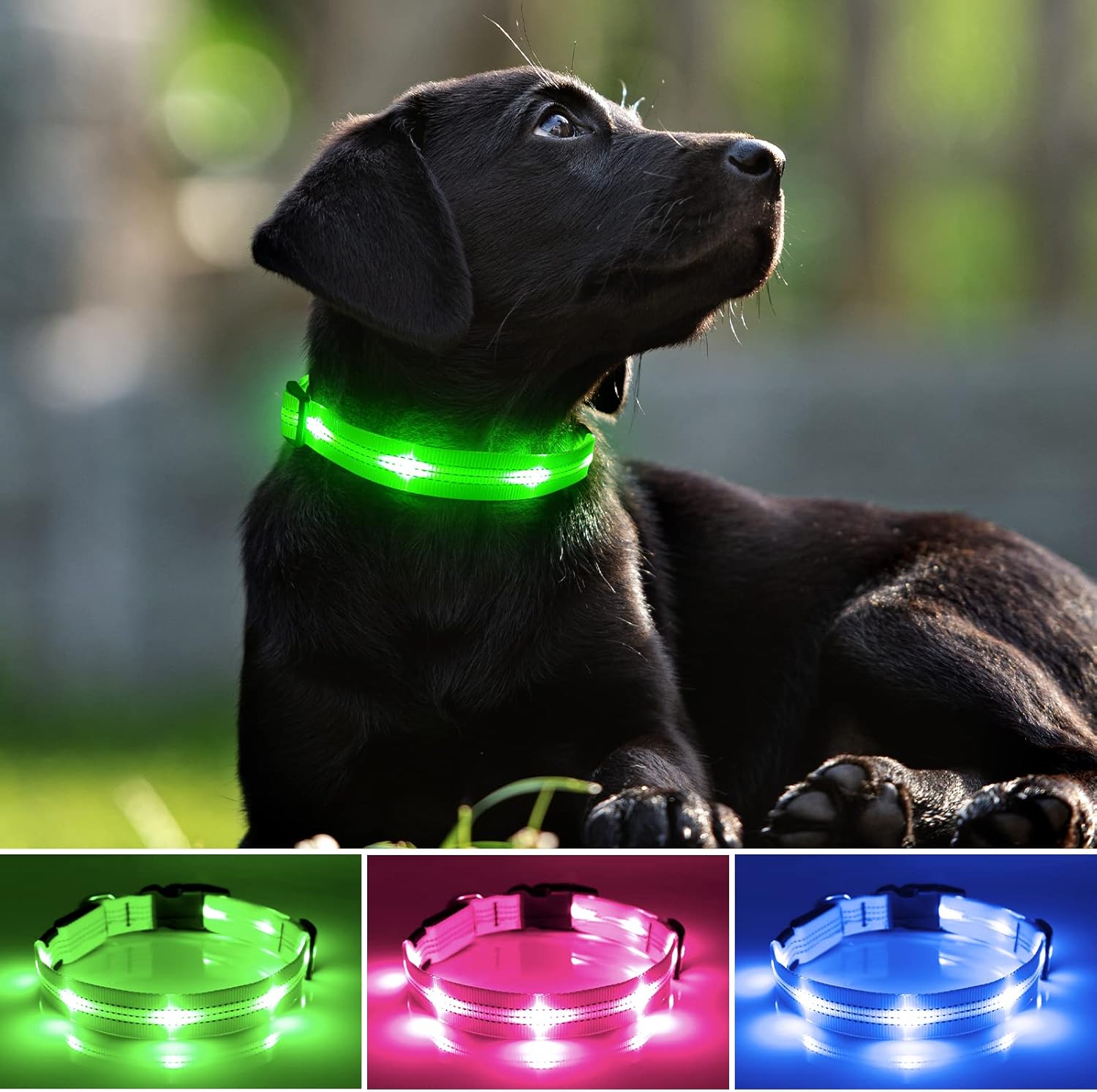 Rechargeable LED Dog Collar