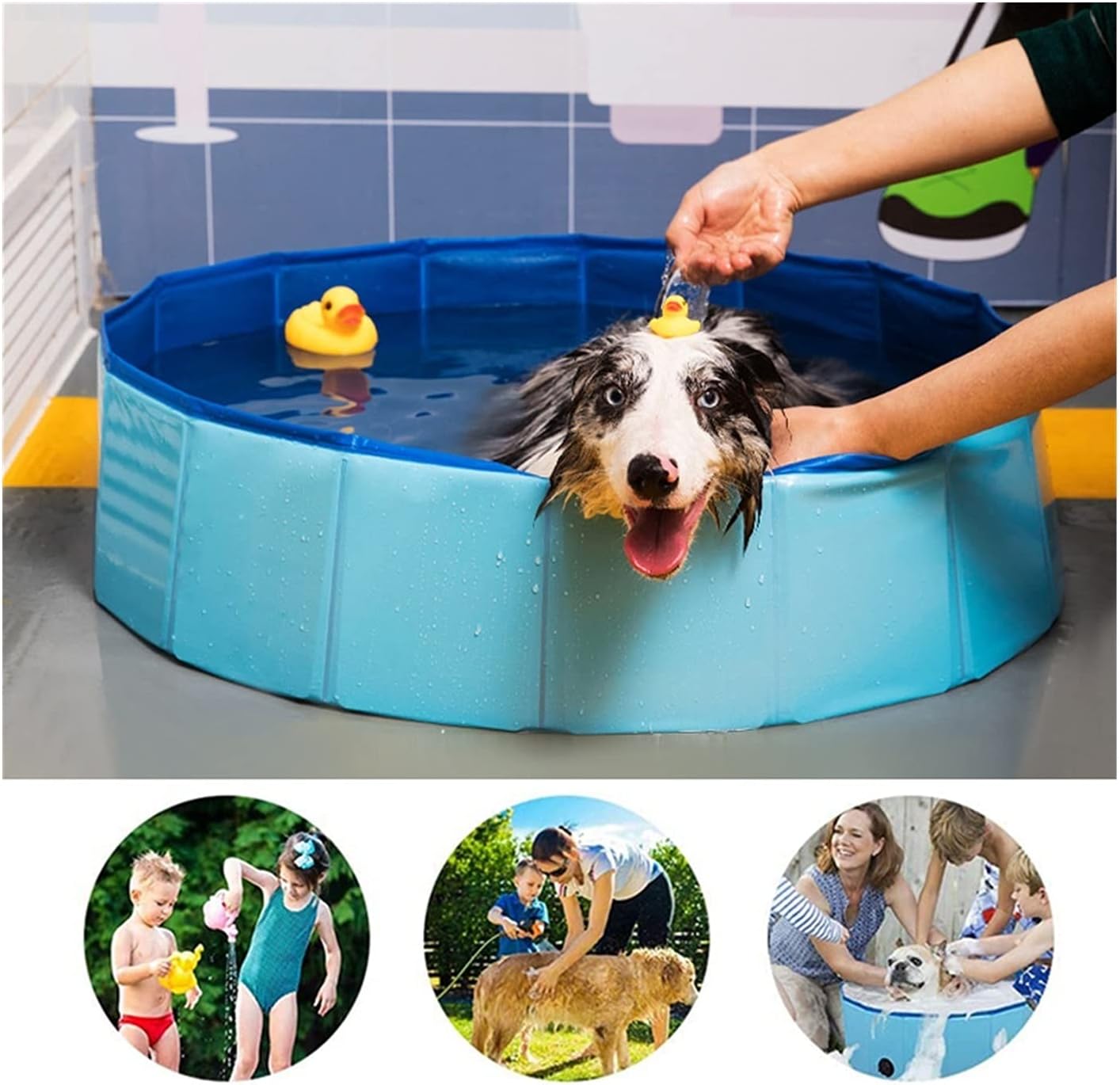 Dog Pet Pool Swimming