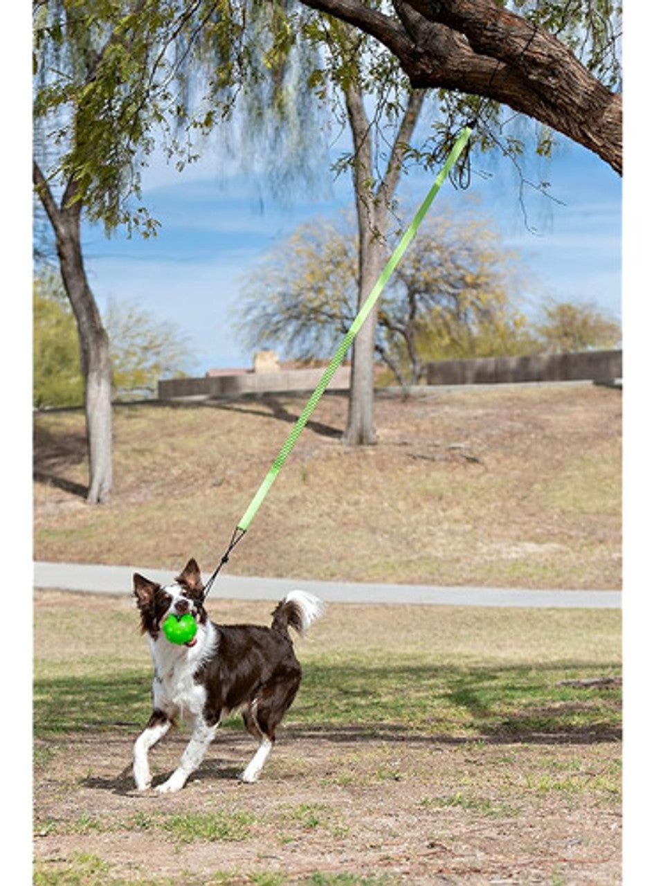 Jolly Pets Tree Tugger