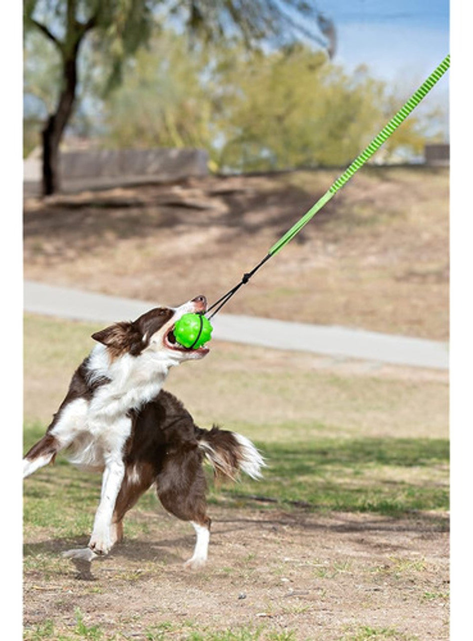 Jolly Pets Tree Tugger