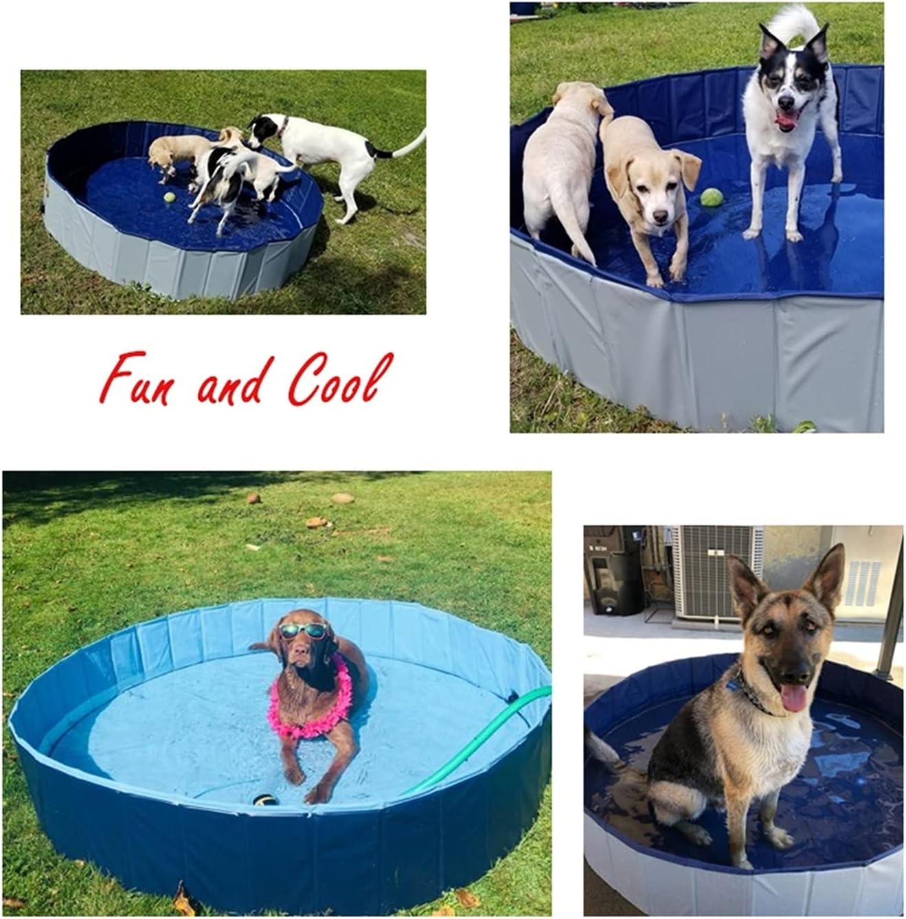 Dog Pet Pool Swimming