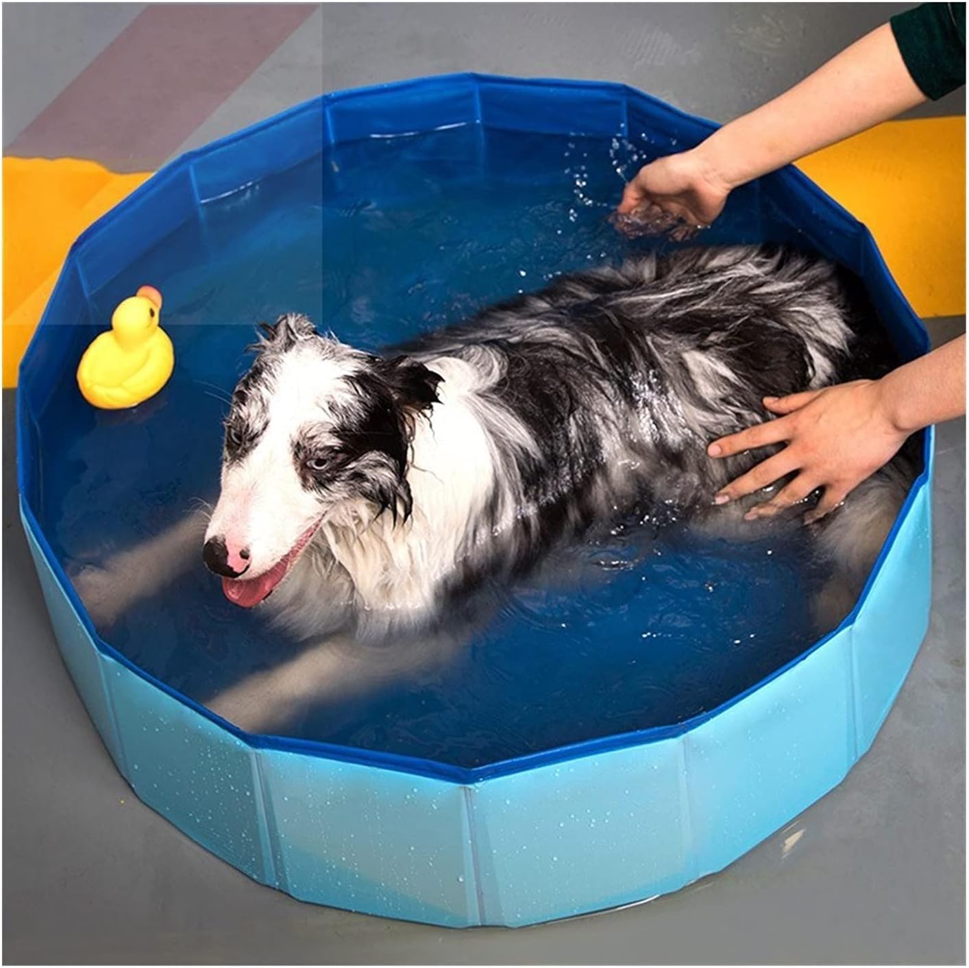 Dog Pet Pool Swimming